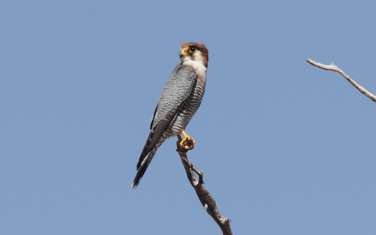 image Red-necked Falcon